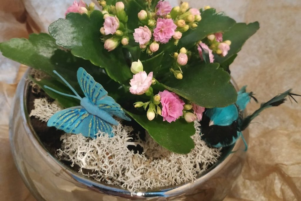 Kwiaty doniczkowe węgrów